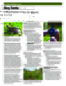 U.S. Fish & Wildlife Service  Bog Turtle Conservation in the Northeast  Bog turtle