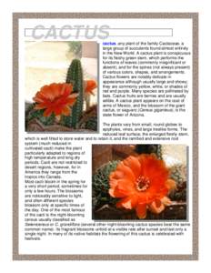 CACTUS  cactus, any plant of the family Cactaceae, a large group of succulents found almost entirely in the New World. A cactus plant is conspicuous for its fleshy green stem, which performs the