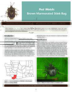 Pest Watch: Brown Marmorated Stink Bug WA S H I N G T O N S TAT E U N I V E R S I T Y E X T E N S I O N FA C T S H E E T • F SE  WSU Extension Pest Watch fact sheets identify new agricultural pests in or near Wa