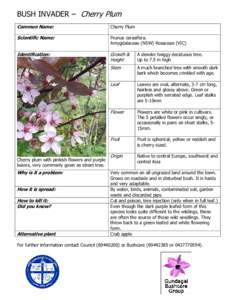 BUSH INVADER – Cherry Plum Common Name: Cherry Plum  Scientific Name: