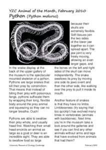 YZC Animal of the Month, FebruaryPython (Python molurus)