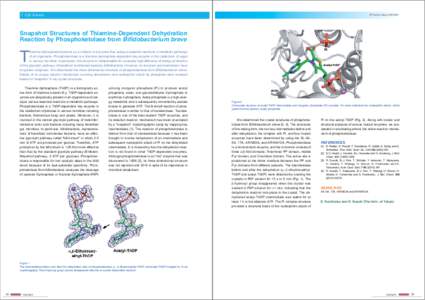 5 Life Science  PF Activity Report 2010 #28 Snapshot Structures of Thiamine-Dependent Dehydration Reaction by Phosphoketolase from Biﬁdobacterium breve