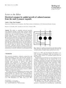 Biol. Cybern. 82, L1±L5Letter to the Editor Electrical synapses by guided growth of cultured neurons from the snail Lymnaea stagnalis Astrid A. Prinz, Peter Fromherz