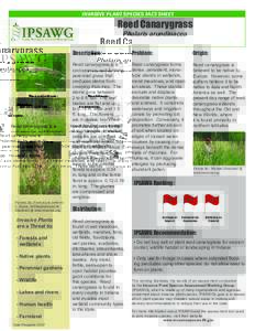 INVASIVE PLANT SPECIES FACT SHEET  Reed Canarygrass Phalaris arundinacea  Pictures By (From top to bottom):