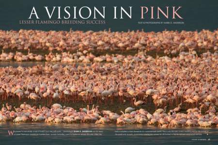 a vision in pink  Lesser Flamingo breeding success W 42