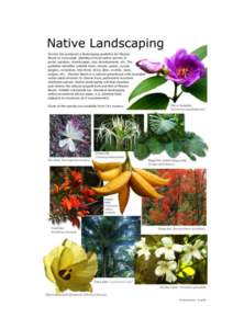 MISSION BEACH RAINFOREST LANDSCAPING GUIDELINE September 2010 Introduction Mission Beach is a natural greenhouse and provides an opportunity to showcase luxuriant world class landscaping. This guideline is about plant s