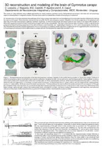 3D reconstruction and modeling of the brain of Gymnotus carapo C. Lescano, J. Nogueira, M.E. Castelló, P. Aguilera and A. A. Caputi Departamento de Neurociencias Integrativas y Computacionales, IIBCE, Montevideo - Urugu