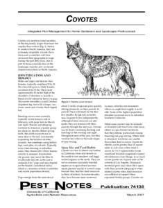 COYOTES Integrated Pest Management for Home Gardeners and Landscape Professionals Coyotes are medium-sized members of the dog family, larger than foxes but smaller than wolves (Fig. 1). Native to western North America, t