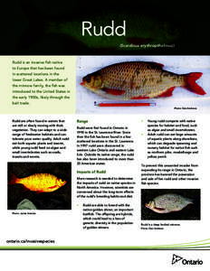 Rudd (Scardinus erythropthalmus)) Rudd is an invasive fish native to Europe that has been found in scattered locations in the