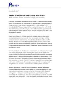 December 21, 2007  Brain branches have Knots and Cuts RIKEN researchers elucidate mechanisms underlying brain connectivity In the brain, innumerable cells reach out to one another in a seemingly chaotic tangle of circuit