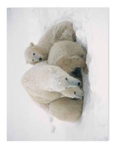 Sometimes, depending on the female’s health, she may have only one or even three cubs. Three are hard to care for. A female polar bear digs a maternity den in a snow