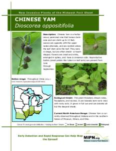 New Invasive Plants of the Midwest Fact Sheet  CHINESE YAM Dioscorea oppositifolia Description: Chinese Yam is a herbaceous, perennial vine that twines clockwise and can climb up to 15 feet. Leaves are opposite with the 