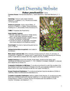 Rubus pensilvanicus Poiret Common Names: Pennsylvania Blackberry, Yankee Blackberry, High Bush Blackberry (1, 5, 10).
