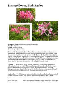 Pinxterbloom, Pink Azalea!  Botanical Name: Rhododendron periclymenoides Family: Ericaceae Genus: Rhododendron Species: periclymenoides