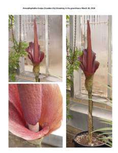 Amorphophallus konjac (Voodoo Lily) blooming in the greenhouse March 24, 2014   