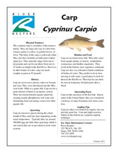 Carp  Cyprinus Carpio Physical Features The common carp is a member of the minnow family. They are large and vary in color from