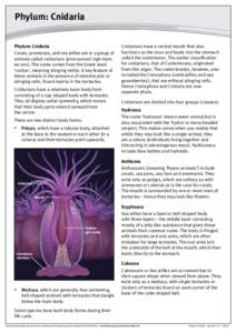 Phylum: Cnidaria Phylum: Cnidaria Corals, anemones, and sea jellies are in a group of animals called cnidarians (pronounced nigh-dareee-ans). The name comes from the Greek word ‘cnidos’, meaning stinging nettle. A ke
