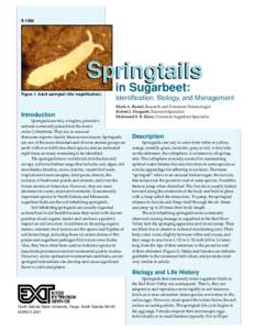 Springtails in Sugarbeet: Identification, Biology, and Management