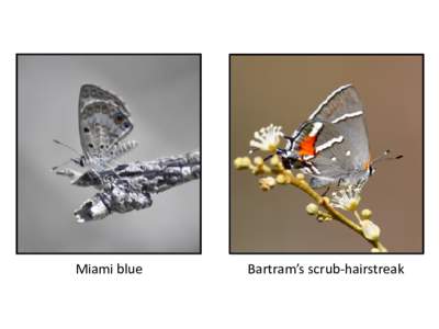 Using Observations, Experiments, and Models to Conserve Endangered Butterflies