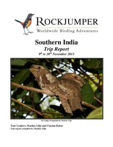 Southern India Trip Report 9th to 20th November 2013 Sri Lanka Frogmouth by Markus Lilje