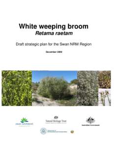 White weeping broom Retama raetam Draft strategic plan for the Swan NRM Region December 2009  Draft strategic plan for the Swan NRM Region
