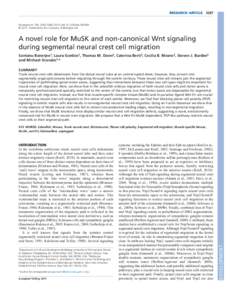 RESEARCH ARTICLE 3287 Development 138, doi:dev © 2011. Published by The Company of Biologists Ltd A novel role for MuSK and non-canonical Wnt signaling during segmental neural crest cell 