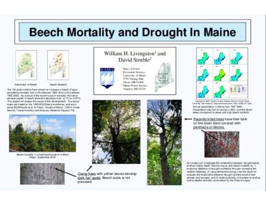 Beech Mortality and Drought In Maine