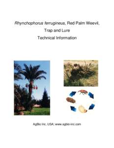 Rhynchophorus ferrugineus, Red Palm Weevil, Trap and Lure Technical Information AgBio Inc, USA; www.agbio-inc.com