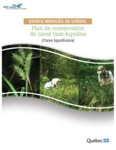ESPÈCE MENACÉE AU QUÉBEC  Plan de conservation du carex faux-lupulina (Carex lupuliformis)