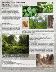 Invasive Plant Pest Alert Hardy Kiwi – a.k.a. Tara Vine Actinidia arguta (Siebold & Zucc.) Planch. ex Miq. Recognition Hardy kiwi is a twining, woody vine with