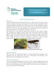 HORSE CHESTNUT LEAFMINER Cameraria ohridella Deschka and Dimic     Plant Pest information note 