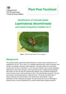 Plant Pest Factsheet  Identification of Colorado beetle Leptinotarsa decemlineata and insects frequently mistaken for it