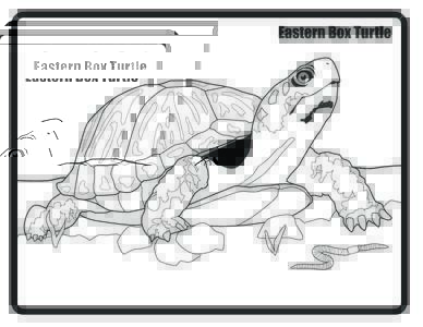 Did You Know that Eastern Box Turtles… • • •