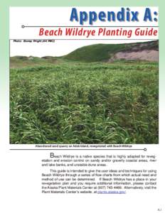 Appendix A:  Beach Wildrye Planting Guide Photo: Stoney Wright (AK PMC)  Abandoned sand quarry on Adak Island, revegetated with Beach Wildrye