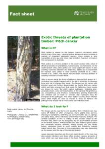 Fact sheet  Exotic threats of plantation timber: Pitch canker What is it? Pitch canker is caused by the fungus Fusarium circinatum which