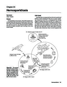 Chapter 24  Hemosporidiosis Synonyms Avian malaria