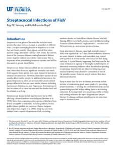 Circular 57  Streptococcal Infections of Fish1 Roy P.E. Yanong and Ruth Francis-Floyd2  Introduction