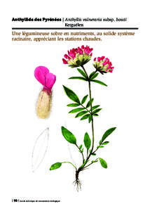 Anthyllide des Pyrénées | Anthyllis vulneraria subsp. boscii­	 				 Kerguélen Une légumineuse sobre en nutriments, au solide système racinaire, appréciant les stations chaudes.