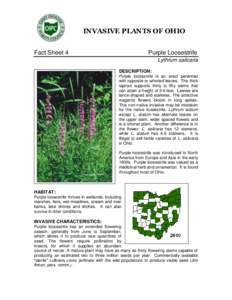 INVASIVE PLANTS OF OHIO Fact Sheet 4 Purple Loosestrife Lythrum salicaria DESCRIPTION: