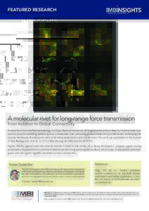 Featured Research  A molecular rivet for long-range force transmission From Isolation to Global Connectivity  Researchers from the Mechanobiology Institute, National University of Singapore have described, for the first 