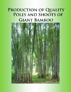 Introduction Giant bamboo is easily propagated by the use of its branch. During harvesting of culms or poles, branches are left rotten in the farm. These can be collected for propagation. In standing poles branches can 