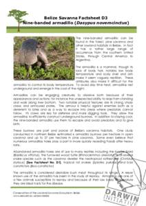 Belize Savanna Factsheet D3 Nine-banded armadillo (Dasypus novemcinctus) The nine-banded armadillo can be found in the forest, pine savanna and other lowland habitats in Belize. In fact