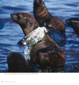 Antarctic fur seal entangled in plastic sheeting. Credit: British Antarctic Survey  20 UNEP YEAR BOOK 2011