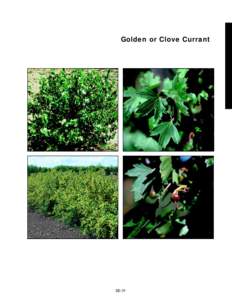 Golden or Clove Currant  slide 11a slide 11b 360% 360%