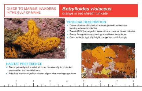 GUIDE TO MARINE INVADERS IN THE GULF OF MAINE Botrylloides violaceus orange or red sheath tunicate PHYSICAL DESCRIPTION