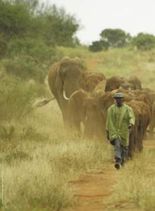 EDGE Species / Daphne Sheldrick / Place of birth missing / Elephants / David Sheldrick / Survival / Nature / Ivory / African Wildlife Foundation / Fauna of Africa / Zoology / Biology