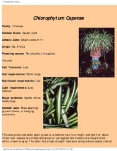 Chlorophytum Capense  Chlorophytum Capense Family: Liliaceae Common Name: Spider plant Climate Zone: USDA zones 8-11