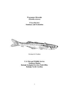 Waccamaw Silverside (Menidia extensa) 5-Year Review: Summary and Evaluation  Drawing by R. Tumlison