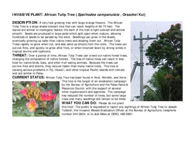 INVASIVE PLANT: African Tulip Tree (Spathodea campanulata , Orsachel Kui) DESCRIPTION: A very fast growing tree with large orange flowers. The African Tulip Tree is a large shade-tolerant tree that can reach heights of 6