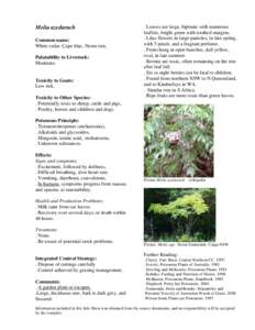 Melia azedarach Common name: White cedar, Cape lilac, Neem tree, Palatability to Livestock: Moderate.